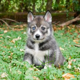 Tricksy - Agouti and white female Siberian Husky puppy in Knoxville, Tennessee from The Siberian Empire
