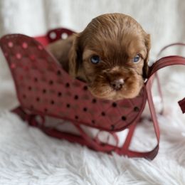 Red Hots (Red) - Ruby male Cavalier King Charles Spaniel puppy in Auburn, Washington from Enchanted Cavaliers