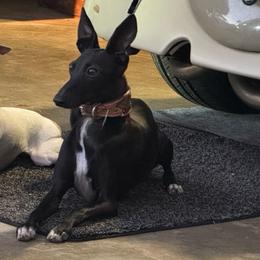 Raven - Italian Greyhound