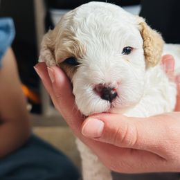 Cavapoo Puppies from The Little Park Farm