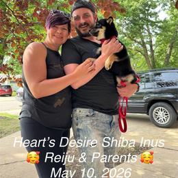 Reiji (Clever child) - Black and tan male Shiba Inu puppy in Derby, Kansas from Heart’s Desire Shiba Inus