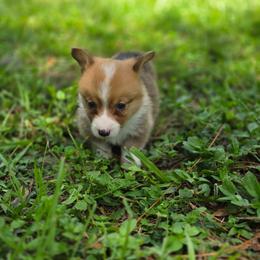 Bruno - Sable and white male American Corgi puppy in Tallahassee, Florida from Koko's Korgis