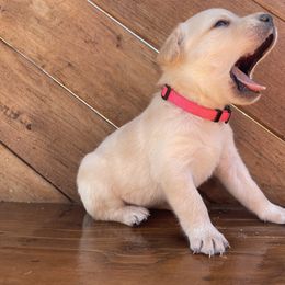 Daisy - Yellow female Labrador Retriever puppy in Goldendale, Washington from Mountain View Kennels
