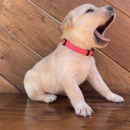 Daisy - Yellow female Labrador Retriever puppy in Goldendale, Washington from Mountain View Kennels