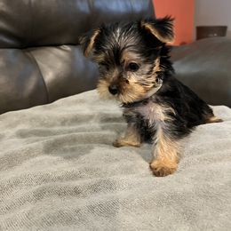 Girl 2 - Yorkshire Terrier puppy in Baltimore, Maryland from Little Champions