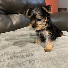Girl 2 - Yorkshire Terrier puppy in Baltimore, Maryland from Little Champions