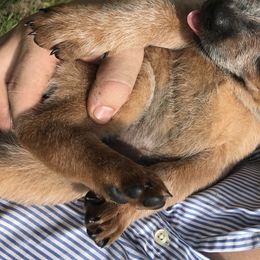 Australian Cattle Dog Puppies from Turnpike Creek Canines