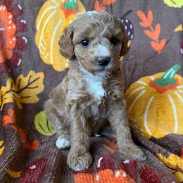 Lilly - Apricot female Goldendoodle puppy in Mayville, Michigan from Guiding Light Doodles