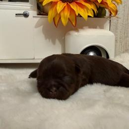 Merlot - Liver male Shih Tzu puppy in Glens Falls, New York from Shih Tzus N Giggles