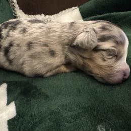 Berry - Blue merle female Toy Australian Shepherd puppy in Morganfield, Kentucky from 4T Toy and Mini Australian Shepherds