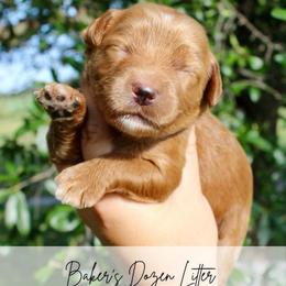 Truffle - Red  female Goldendoodle puppy in Comanche, Texas from Central Texas Doodles, LLC.