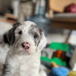 Sheepadoodle Puppies from Life Unleashed Farm