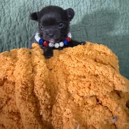 Poppy - Blue female Chihuahua puppy in Dime Box, Texas from Color Me Crazy Chihuahuas
