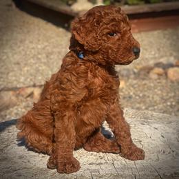 Blue Collar Girl - Red  female Poodle puppy in Modesto, California from Dry Creek Poodles