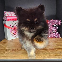 Pepper's Walking The Wire - Black and tan male Pomeranian puppy in Plant City, Florida from Pepper's Pomeranians