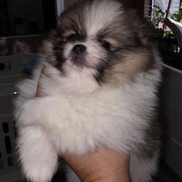 Levi - Orange parti male Pomeranian puppy in Jacksonville, Florida from L'Orlean Kennels