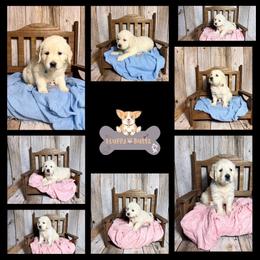 Golden Retriever puppies from Fluffy Buttz
