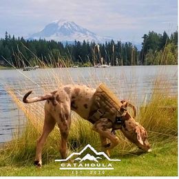 Ashie - Catahoula Leopard Dog