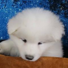Samoyed Puppies from Ancient Dream Samoyeds
