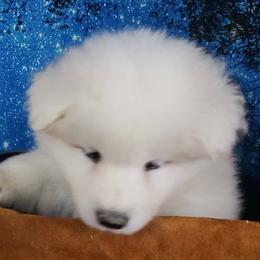 Samoyed Puppies from Ancient Dream Samoyeds