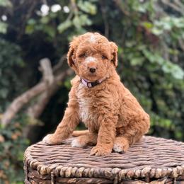 Cinnamon - female Australian Mountain Doodle puppy in Highland, Utah from Angel Pups Deluxe
