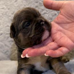 Anatoliy (Tolic) - Blue male French Bulldog puppy in Chesnee, South Carolina from Michael Shepherd