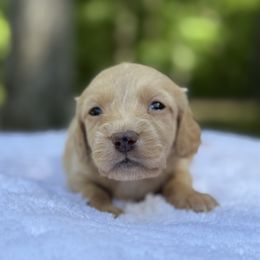 Toby - Cream male Dachshund puppy in Newport, Tennessee from Foothills Mini Doxies