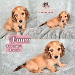 Fawn - Dapple female Dachshund puppy in Meadville, Pennsylvania from Four Seasons Dachshunds