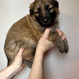 German Shepherd Puppies from Scenic City Shepherds