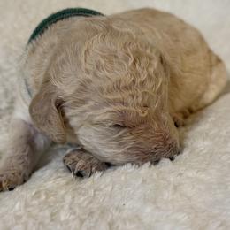 Space - Cream male Poodle puppy in St. Johnsbury, Vermont from Poodles of the Northern Woods