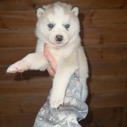 Boy 1 - Sable and white male Siberian Husky puppy in Iron River, Wisconsin from Wiemeri Siberians