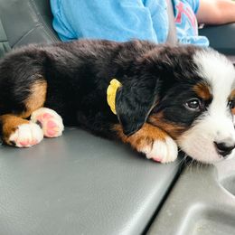 Bernese Mountain Dog Puppies from Berner Bud Farm