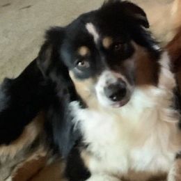 Misi - Australian Shepherd