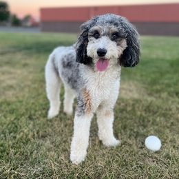 Patsy - Goldendoodle