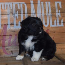 Pibb - Black tri-color male Australian Shepherd puppy in Wichita Falls, Texas from Spotted Mule Aussies
