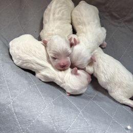 Puppy 4 - White male Coton de Tulear puppy in St Johns, Michigan from Centennial Farms Cotons