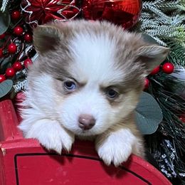 Rumor lavender girl - Lavender female Pomsky puppy in Enid, Oklahoma from Mile Hi Pomskies