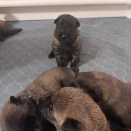 Bogey - Fawn male Belgian Malinois puppy in East Freedom, Pennsylvania from CR Belgian Malinois