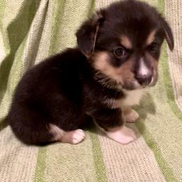 Pembroke Welsh Corgi Puppies from A&A’s Adorable Corgis