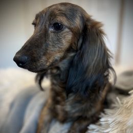Chelsea - Dachshund