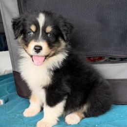 Scotch - Black tri-color male Australian Shepherd puppy in Howardsville, Virginia from Spectacular Aussies and Cavaliers