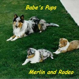 Collie Puppies from Sperling's Rough Collies