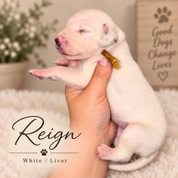 Reign - White and liver brown female Dalmatian puppy in Toledo, Ohio from Exquisite Dalmatians & Standard Poodles