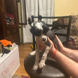 Male HH pup - Black and white male Chinese Crested puppy in Agricola, Mississippi from Xiao Lin Chinese Cresteds