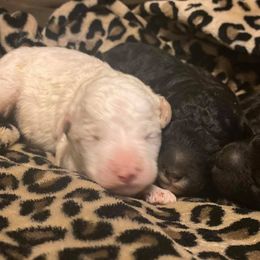 Goldendoodle Puppies from Doodle Den RI