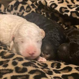 Goldendoodle Puppies from Doodle Den RI