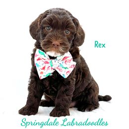 Rex - Chocolate male Australian Labradoodle puppy in Greensboro, North Carolina from Springdale Australian Labradoodles