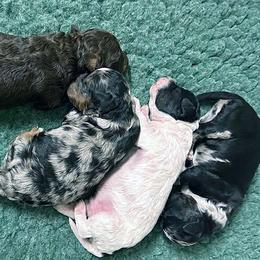 Labradoodle puppies from Grace Kennel