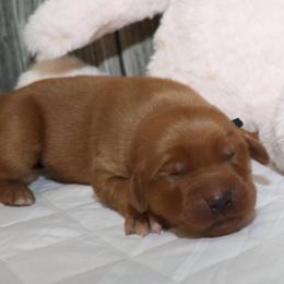 Bubba - Dark golden male Golden Retriever puppy in Guthrie, Oklahoma from Raised Right Pups