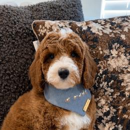 Bear - Red  male Goldendoodle puppy in Anaheim, California from Cuddle Bear Doodles